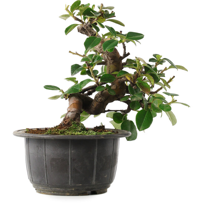 Pseudocydonia sinensis, 17,5 cm, ± 8 Jahre alt