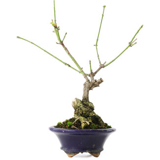 Euonymus alatus, 17,5 cm, ± 5 anni
