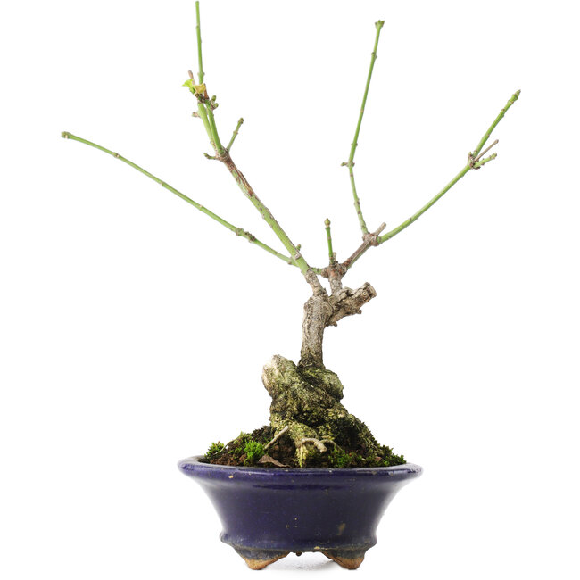 Euonymus alatus, 17,5 cm, ± 5 anni