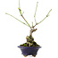 Euonymus alatus, 17,5 cm, ± 5 anni
