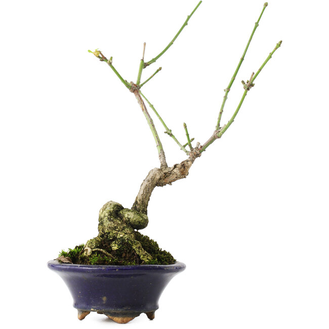 Euonymus alatus, 17,5 cm, ± 5 jaar oud