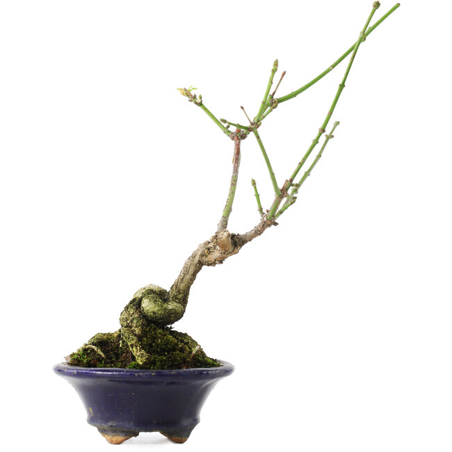 Euonymus alatus, 17,5 cm, ± 5 ans