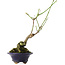 Euonymus alatus, 17,5 cm, ± 5 Jahre alt