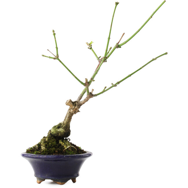 Euonymus alatus, 17,5 cm, ± 5 jaar oud