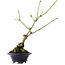 Euonymus alatus, 17,5 cm, ± 5 anni