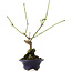 Euonymus alatus, 17,5 cm, ± 5 anni