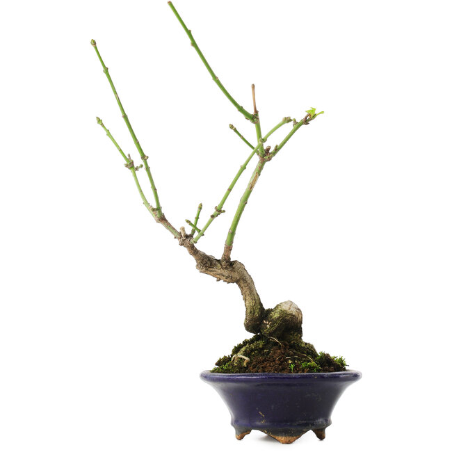 Euonymus alatus, 17,5 cm, ± 5 jaar oud