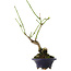 Euonymus alatus, 17,5 cm, ± 5 Jahre alt