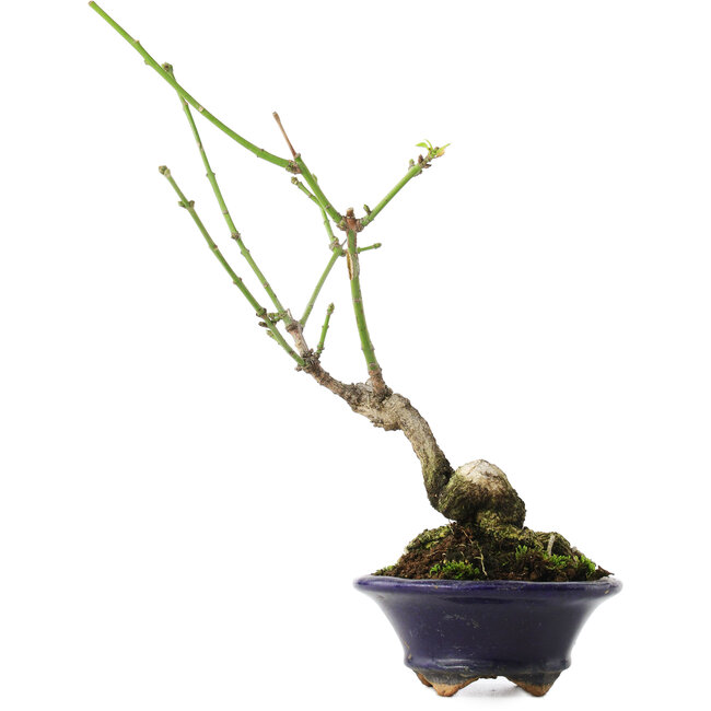 Euonymus alatus, 17,5 cm, ± 5 jaar oud