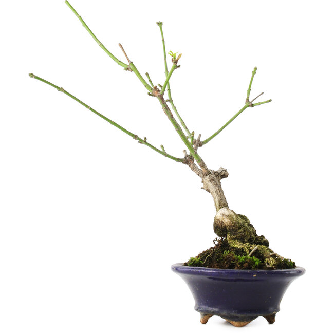 Euonymus alatus, 17,5 cm, ± 5 jaar oud