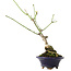 Euonymus alatus, 17,5 cm, ± 5 anni