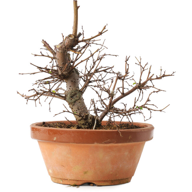Zelkova serrata, 15 cm, ± 8 jaar oud