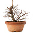 Zelkova serrata, 15 cm, ± 8 jaar oud