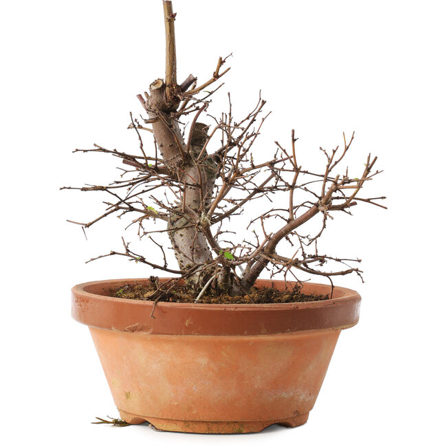 Zelkova serrata, 15 cm, ± 8 años