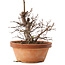 Zelkova serrata, 15 cm, ± 8 jaar oud