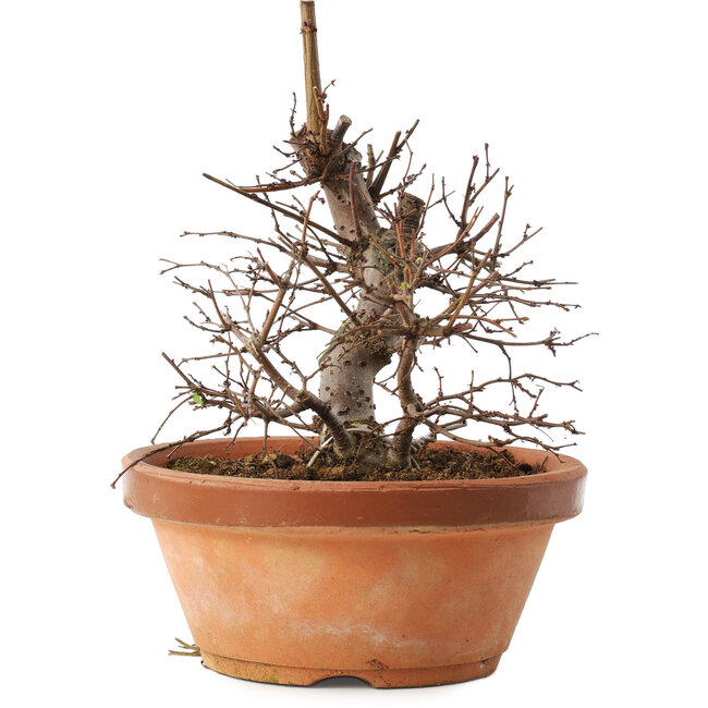 Zelkova serrata, 15 cm, ± 8 años