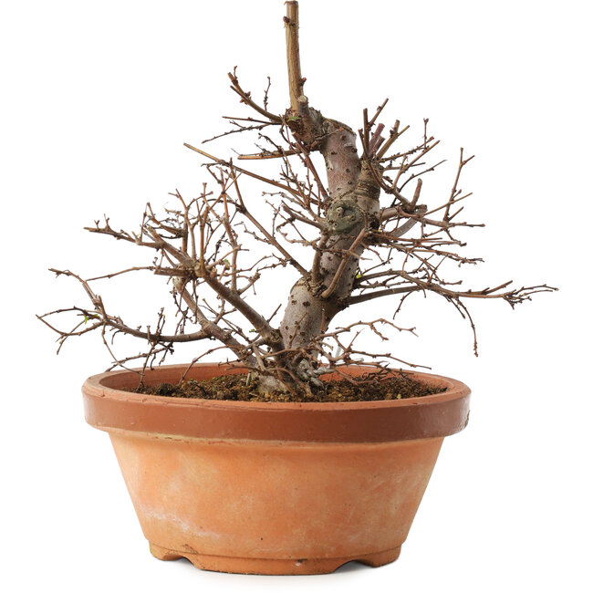 Zelkova serrata, 15 cm, ± 8 anni