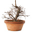 Zelkova serrata, 15 cm, ± 8 jaar oud