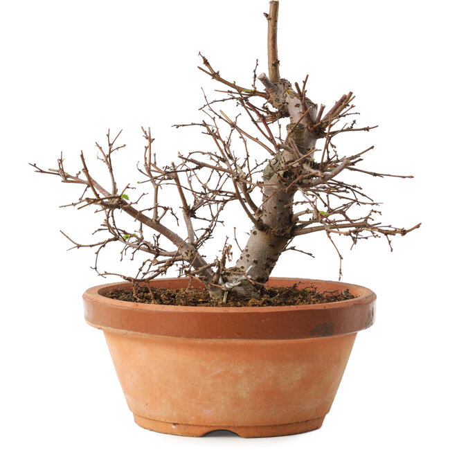 Zelkova serrata, 15 cm, ± 8 Jahre alt