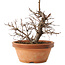 Zelkova serrata, 15 cm, ± 8 jaar oud
