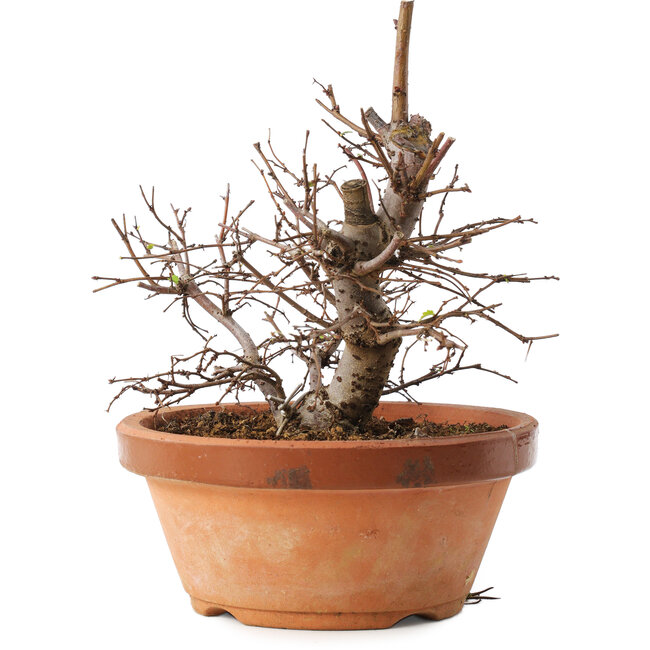 Zelkova serrata, 15 cm, ± 8 Jahre alt