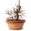 Zelkova serrata, 15 cm, ± 8 jaar oud