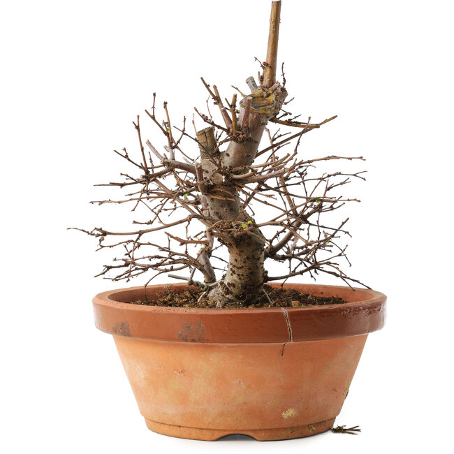 Zelkova serrata, 15 cm, ± 8 ans