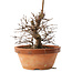 Zelkova serrata, 15 cm, ± 8 jaar oud