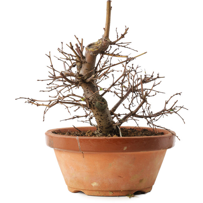 Zelkova serrata, 15 cm, ± 8 anni