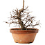 Zelkova serrata, 15 cm, ± 8 jaar oud