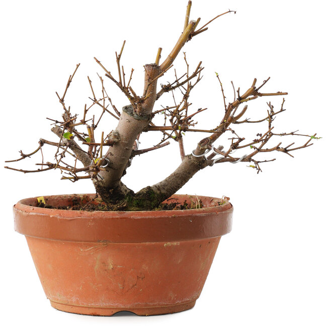 Zelkova serrata, 12,5 cm, ± 8 años
