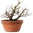 Zelkova serrata, 12,5 cm, ± 8 años
