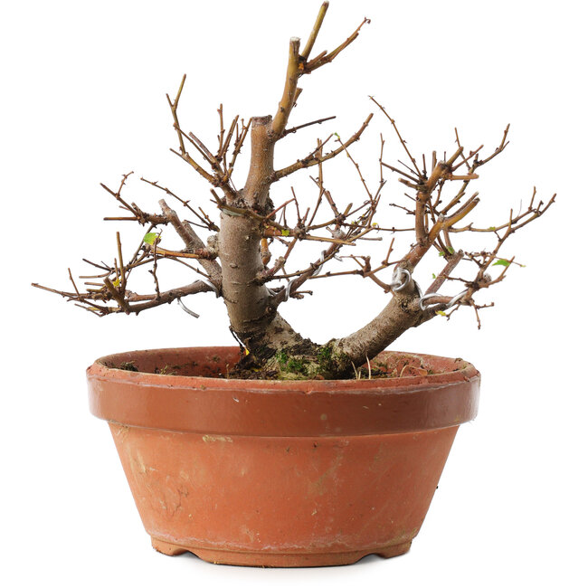 Zelkova serrata, 12,5 cm, ± 8 Jahre alt