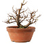 Zelkova serrata, 12,5 cm, ± 8 años
