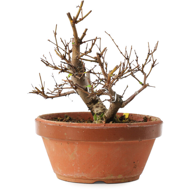 Zelkova serrata, 12,5 cm, ± 8 anni