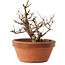 Zelkova serrata, 12,5 cm, ± 8 años