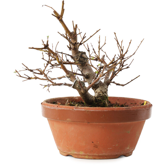 Zelkova serrata, 12,5 cm, ± 8 ans