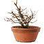 Zelkova serrata, 12,5 cm, ± 8 años