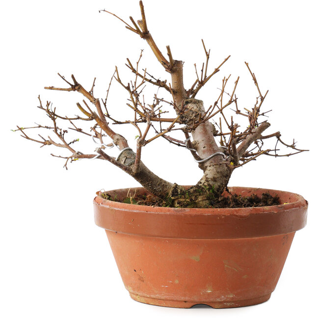 Zelkova serrata, 12,5 cm, ± 8 years old