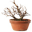 Zelkova serrata, 12,5 cm, ± 8 años