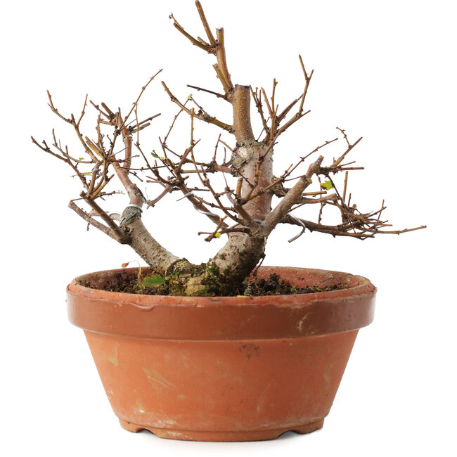 Zelkova serrata, 12,5 cm, ± 8 jaar oud