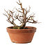 Zelkova serrata, 12,5 cm, ± 8 años