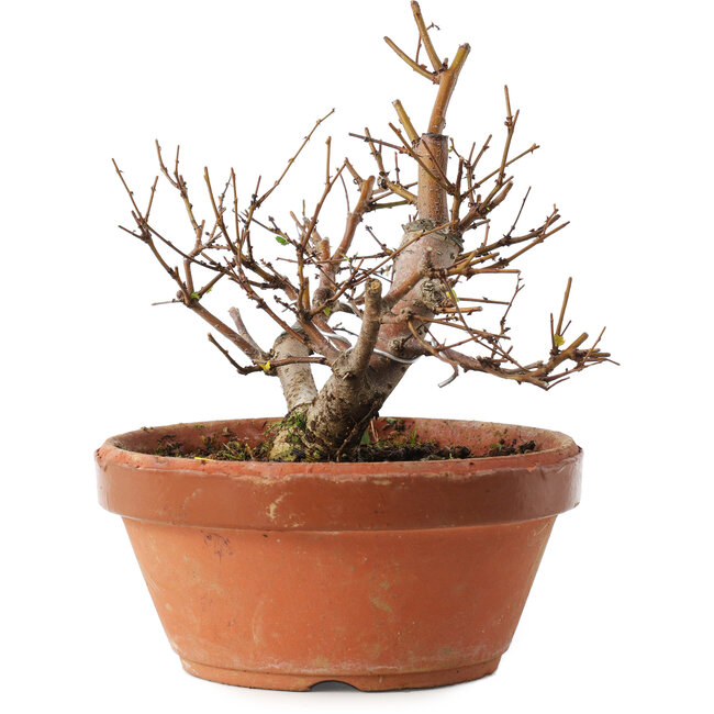 Zelkova serrata, 12,5 cm, ± 8 Jahre alt