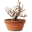 Zelkova serrata, 12,5 cm, ± 8 jaar oud