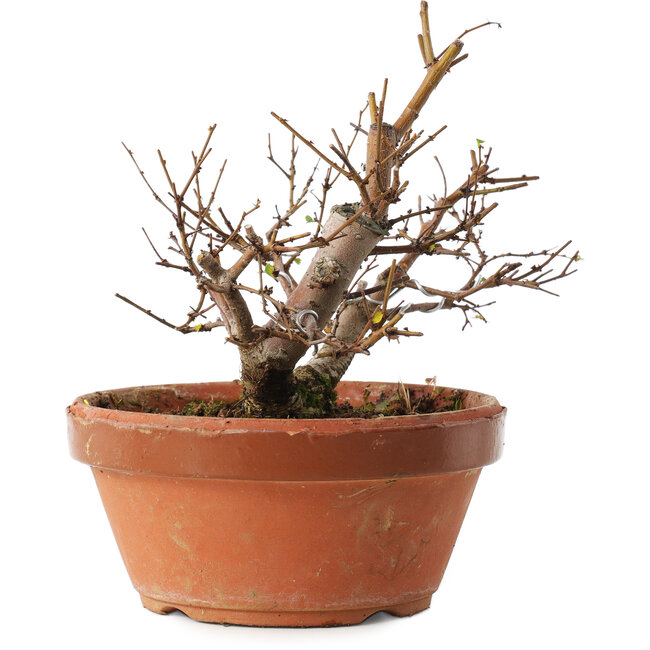 Zelkova serrata, 12,5 cm, ± 8 ans