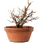 Zelkova serrata, 12,5 cm, ± 8 años