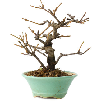 Viburnum, 14 cm, ± 8 Jahre alt