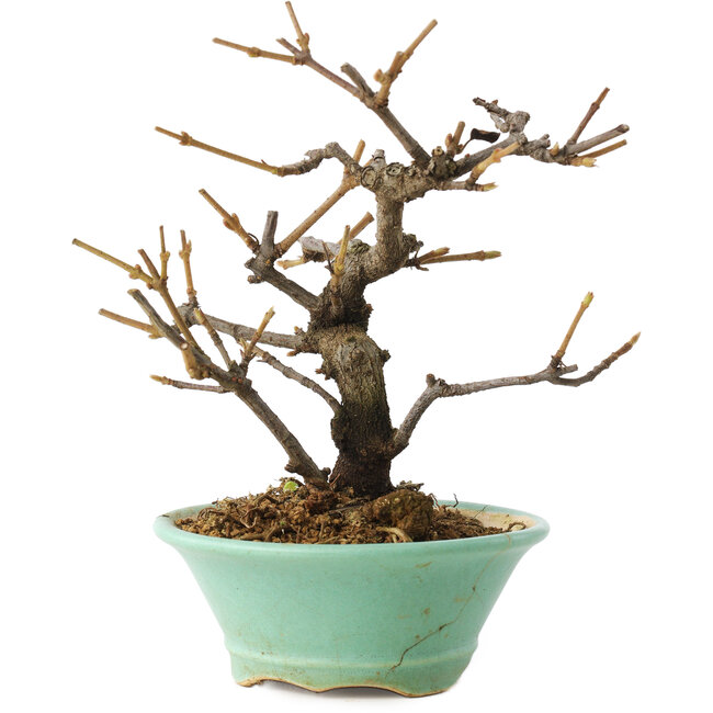 Viburnum, 14 cm, ± 8 Jahre alt, in einem zerbrochenen Topf