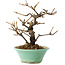 Viburnum, 14 cm, ± 8 años, en maceta rota