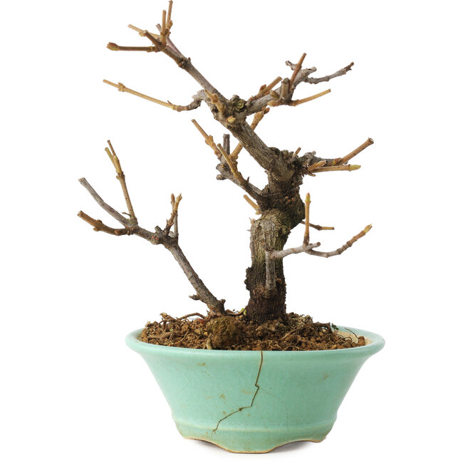 Viorne, 14 cm, ± 8 ans, dans un pot cassé